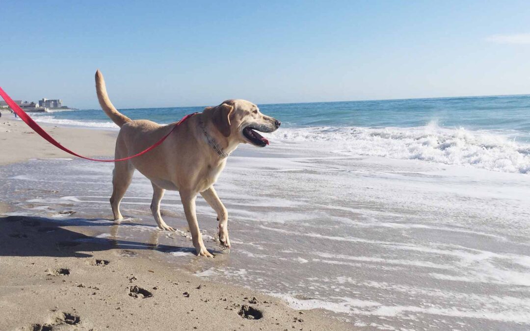 Travel With Your Pets: 7 Tips to Make Your Trip Fun and Safe