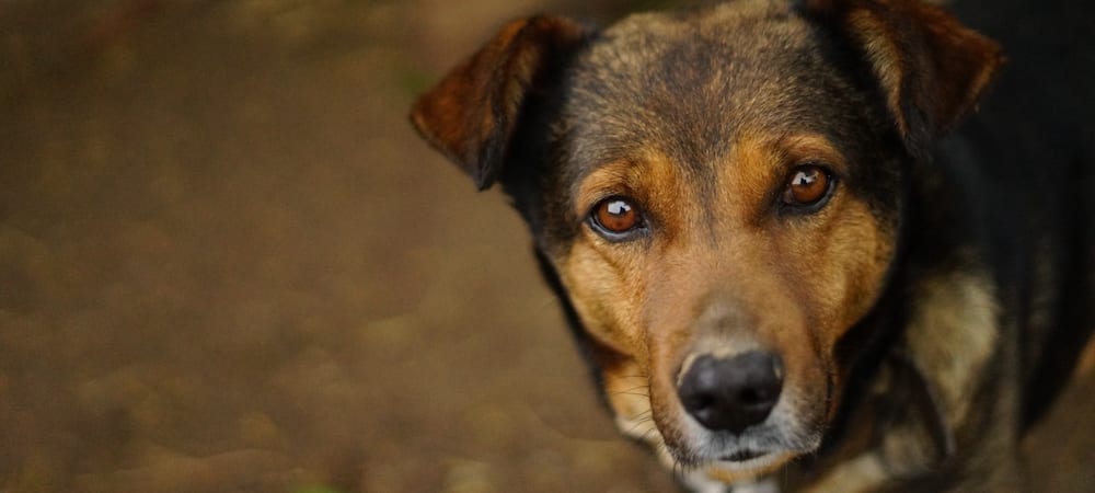 How You Can Help Animals Affected by the Southern and Northern California Fires