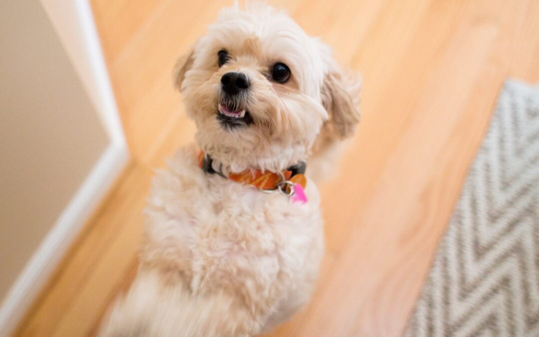 How to Stop your Dog from Jumping