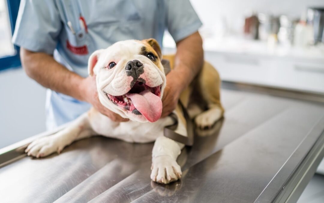 How to Choose a Vet