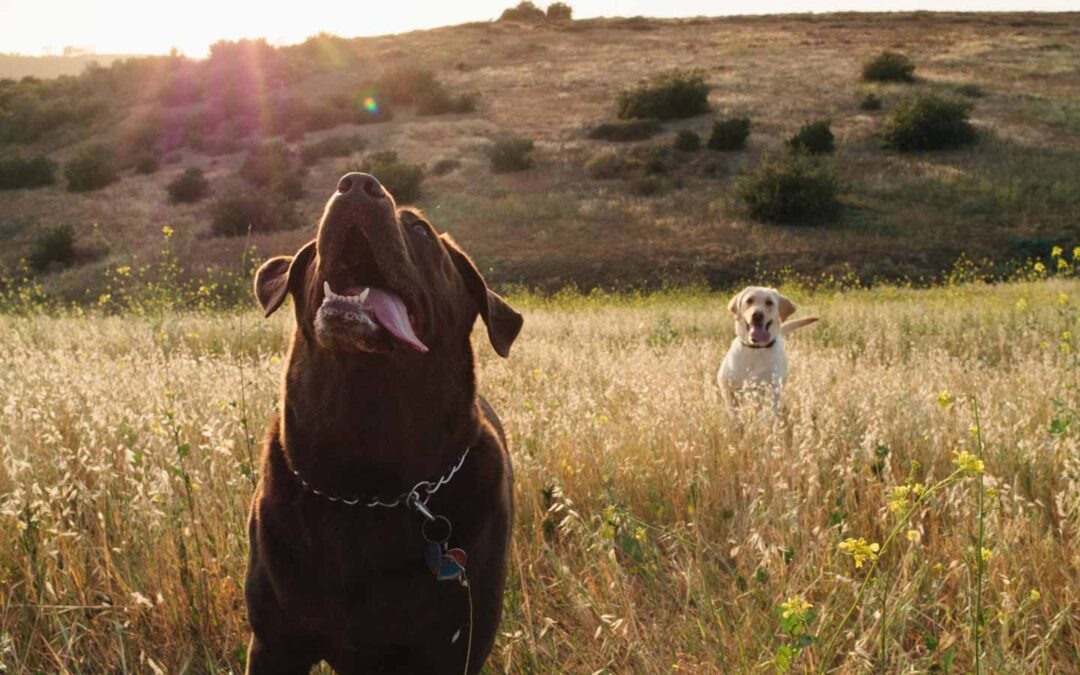 Top 6 Health Reasons to Spay or Neuter Your Pet