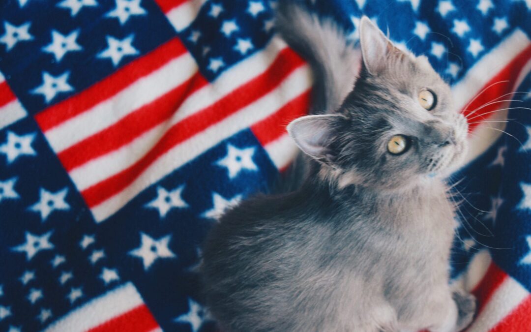 7 Easy Ways to Protect Your Pet on the 4th of July