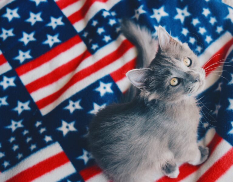 Gray kitten sitting on flag blanket