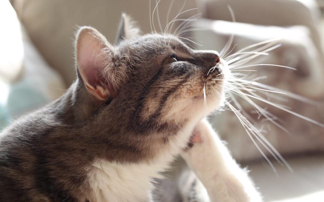 How to Prevent and Identify Bug Bites on Pets