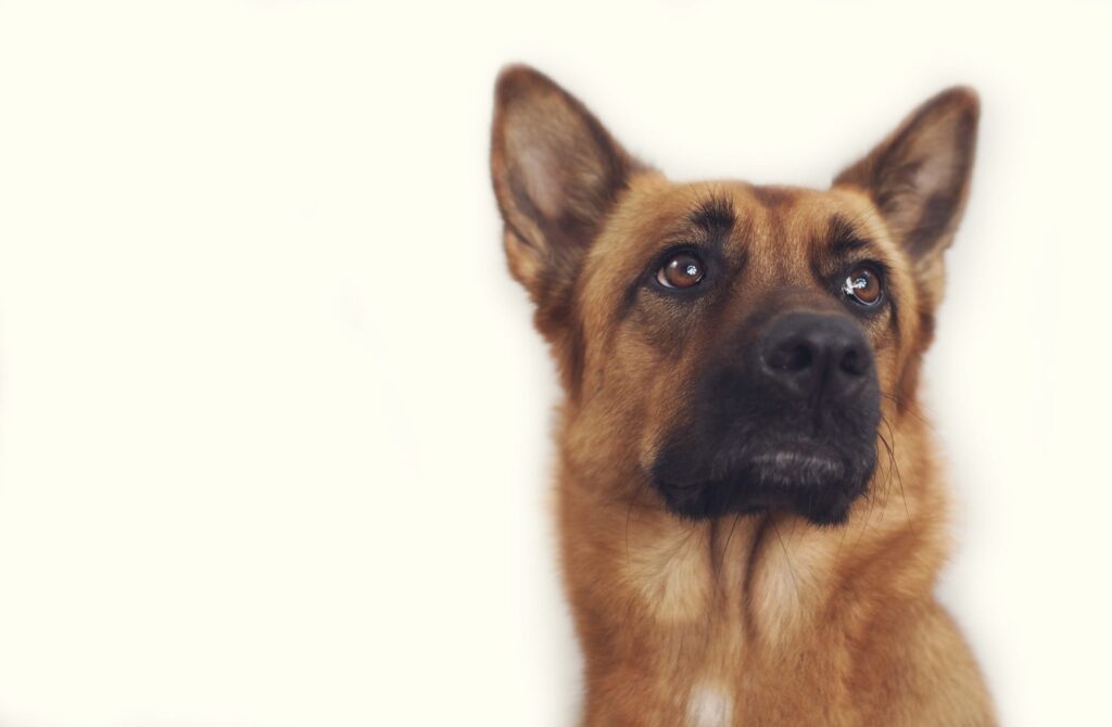 Brown German Shepherd with big brown eyes (768x502)