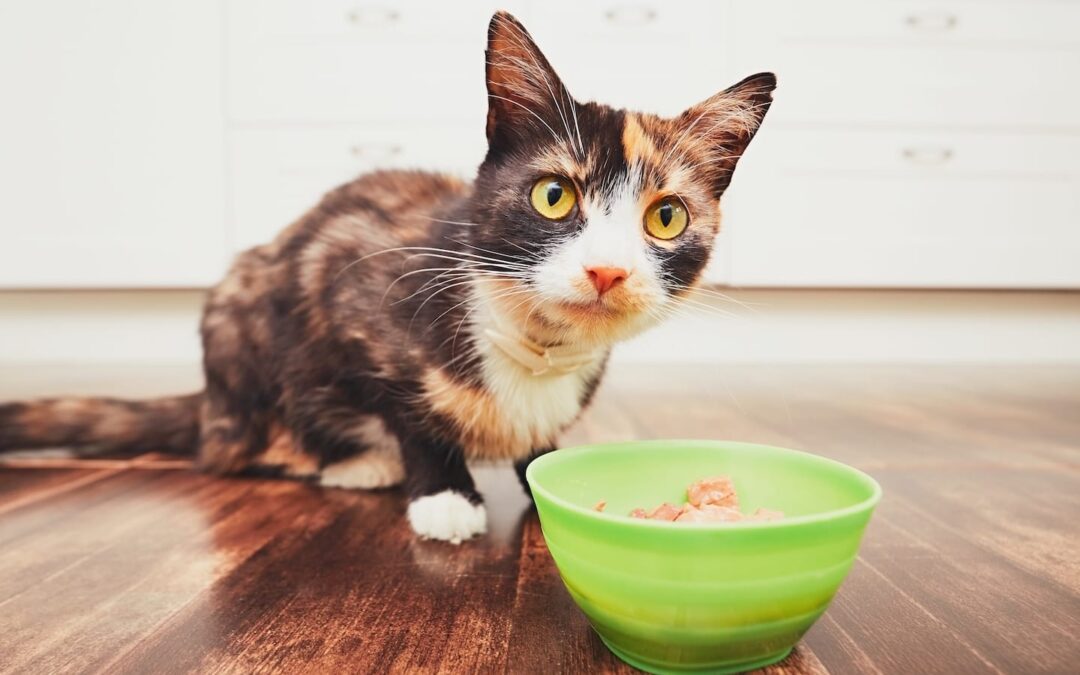 Summer Diet and Nutrition for Cats and Dogs