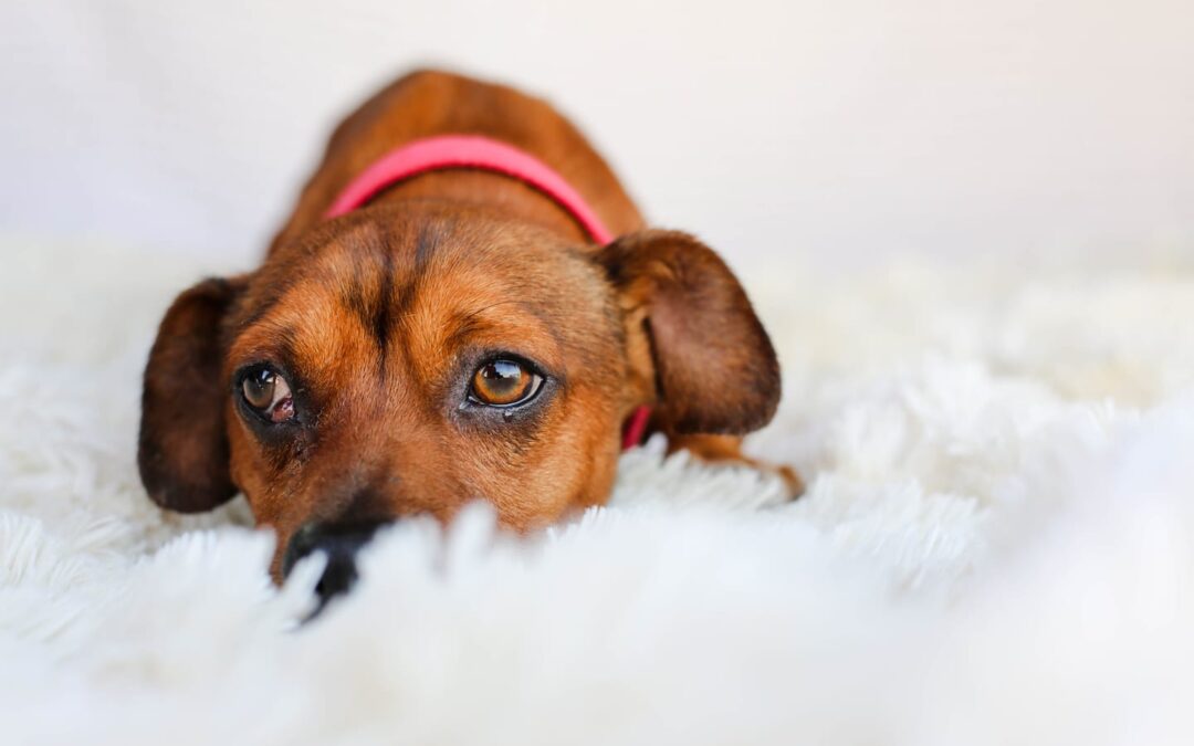 Help! My Dog Has Diarrhea: The Dog Diarrhea Guide