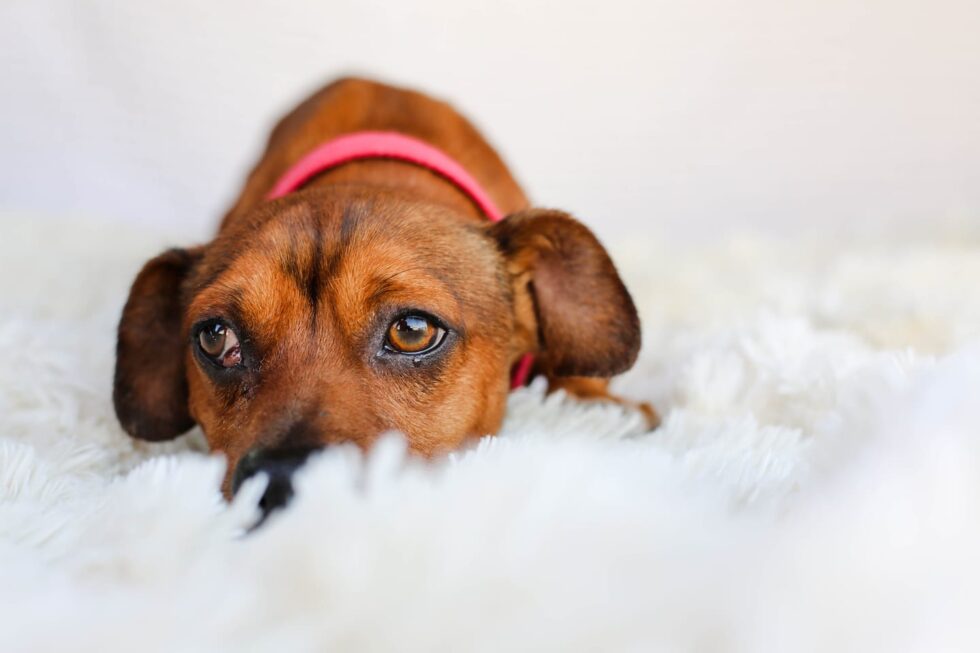 Help! My Dog Has Diarrhea The Dog Diarrhea Guide