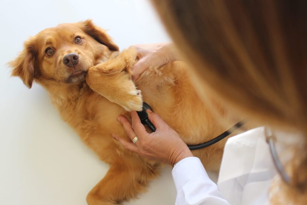 Pet Wellness Exams