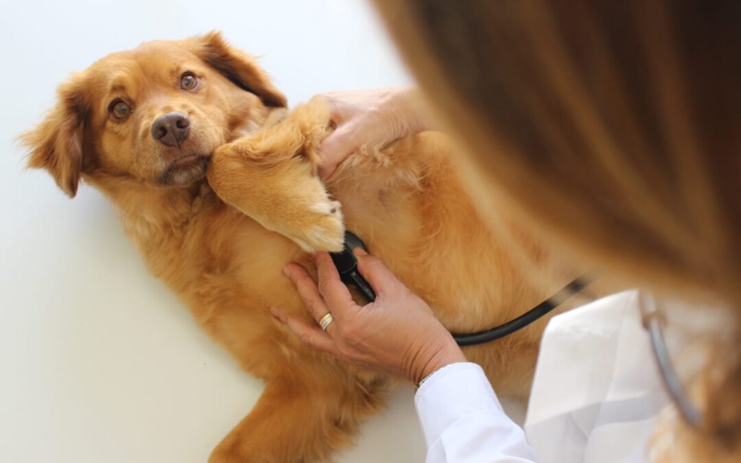 The Importance of Pet Wellness Exams