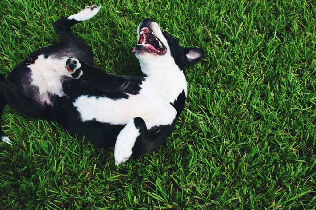 Black & white dog rolling on back in grass
