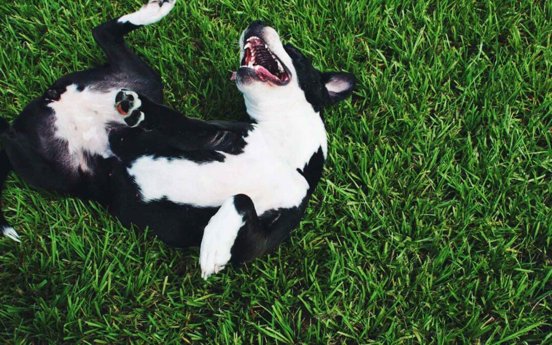 What Are the Benefits of Spay or Neuter?