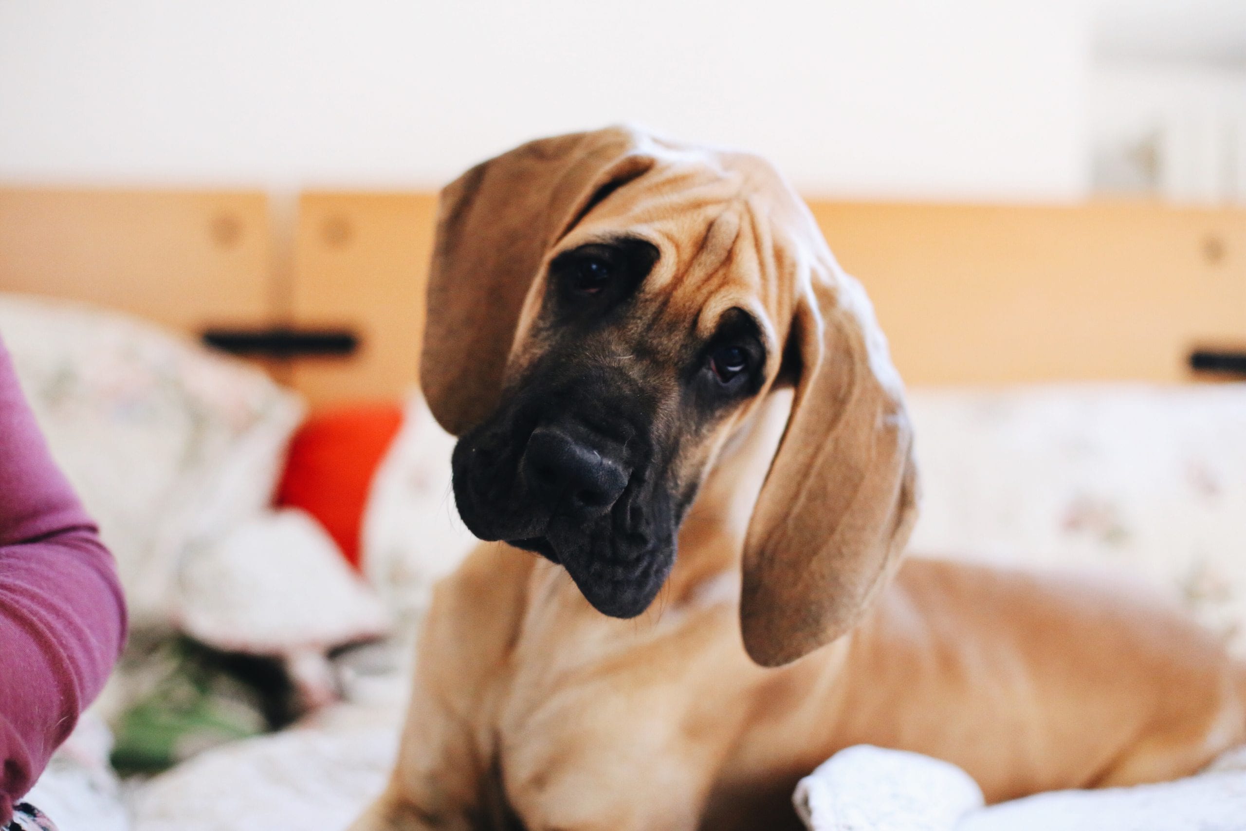 Common Dog Behaviors Why Does My Dog Do That?