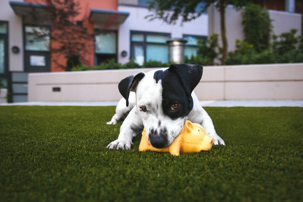Why Dogs Vomit - Chewing toys