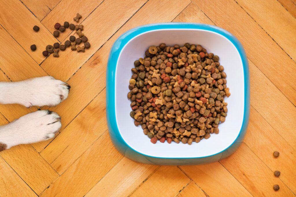 why dogs vomit? dog food health
