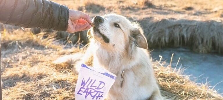 Fluffy dog eating Wild Earth dog treat in a field