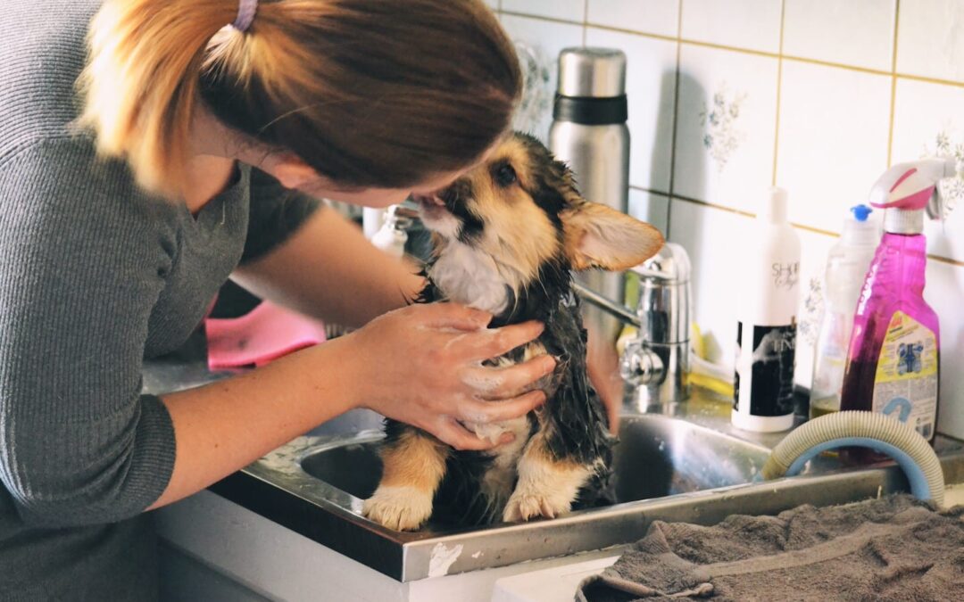 Dog Baths: How to Bathe a Dog