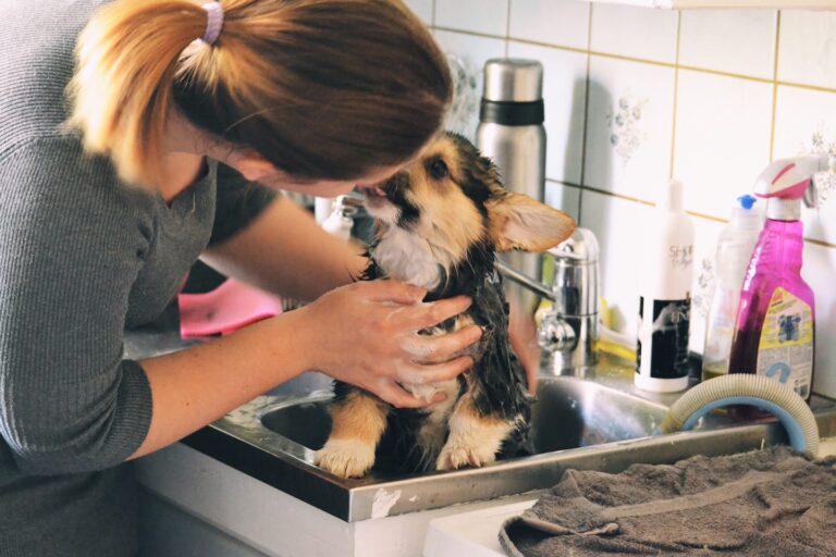 Dog Baths: How to Bathe a Dog