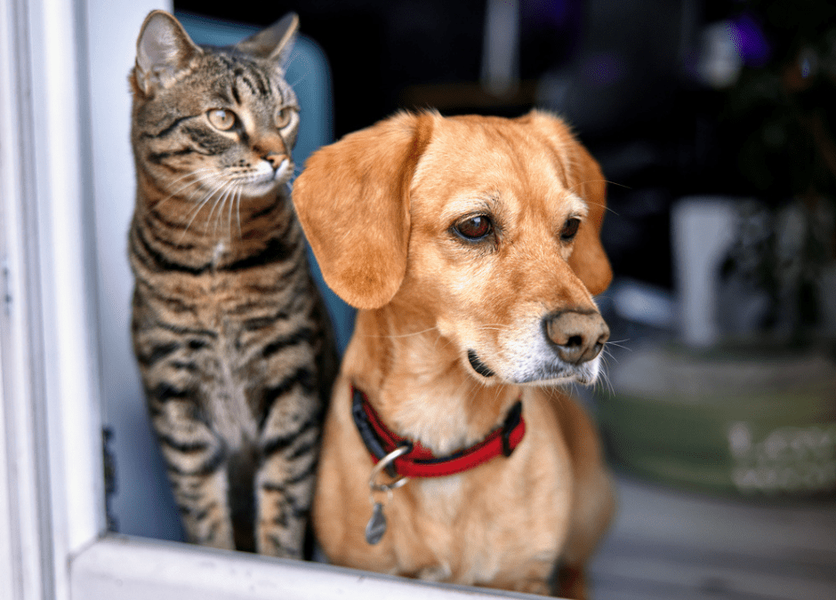 Pet-Inclusive Housing a Key to Solving Homelessness – By Brett Yates, CEO of Michelson Found Animals