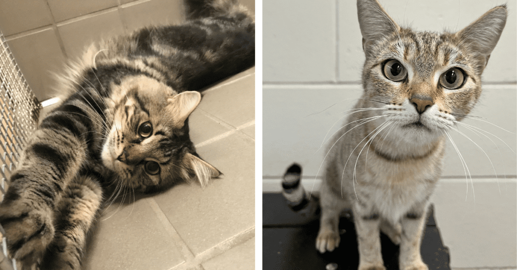 Cincinnati Zoo cats, nonsurgical sterilant study