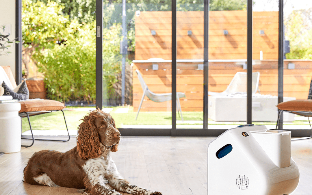 Meet Companion Your Dog’s Always-Available Playmate for a Happier, Healthier Home-Life