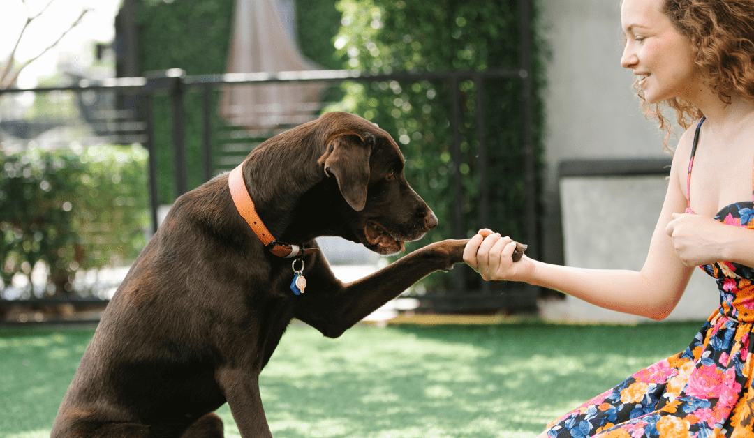 Pet Ownership Disputes (Or Why Is It So Much More Difficult to Determine Ownership of a Kitten than a Klimt?)