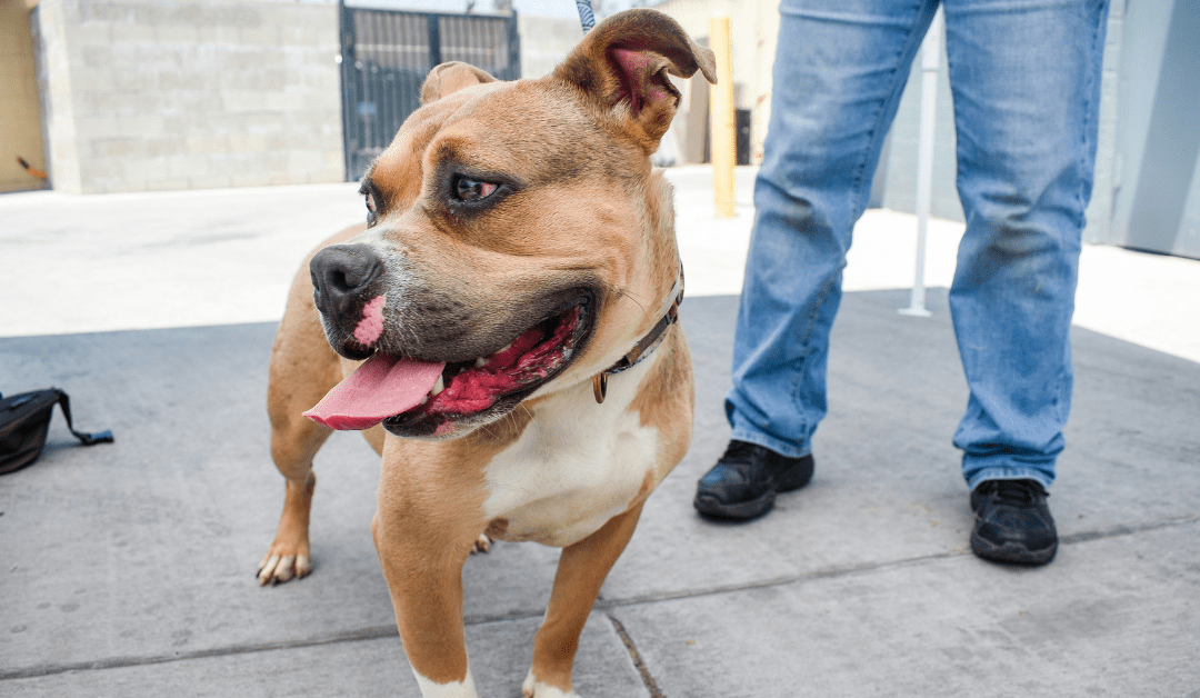 Dr. Gary K. Michelson’s Low-Cost Solution to L.A.’s Animal Shelter Crisis