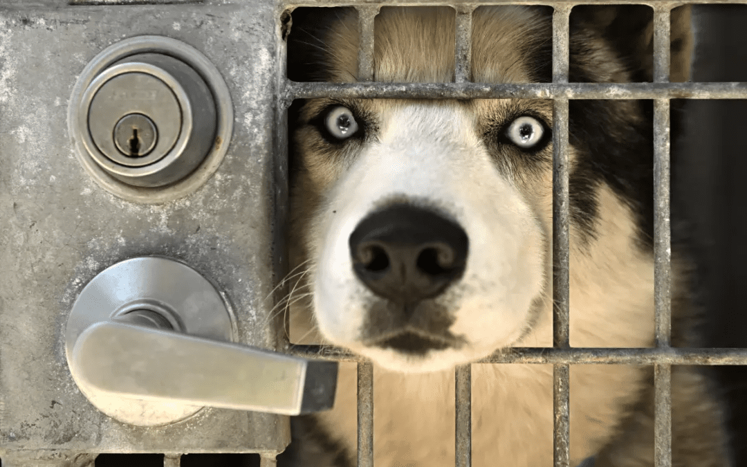 Opinion: Why California’s housing crisis has serious consequences for pets as well as people