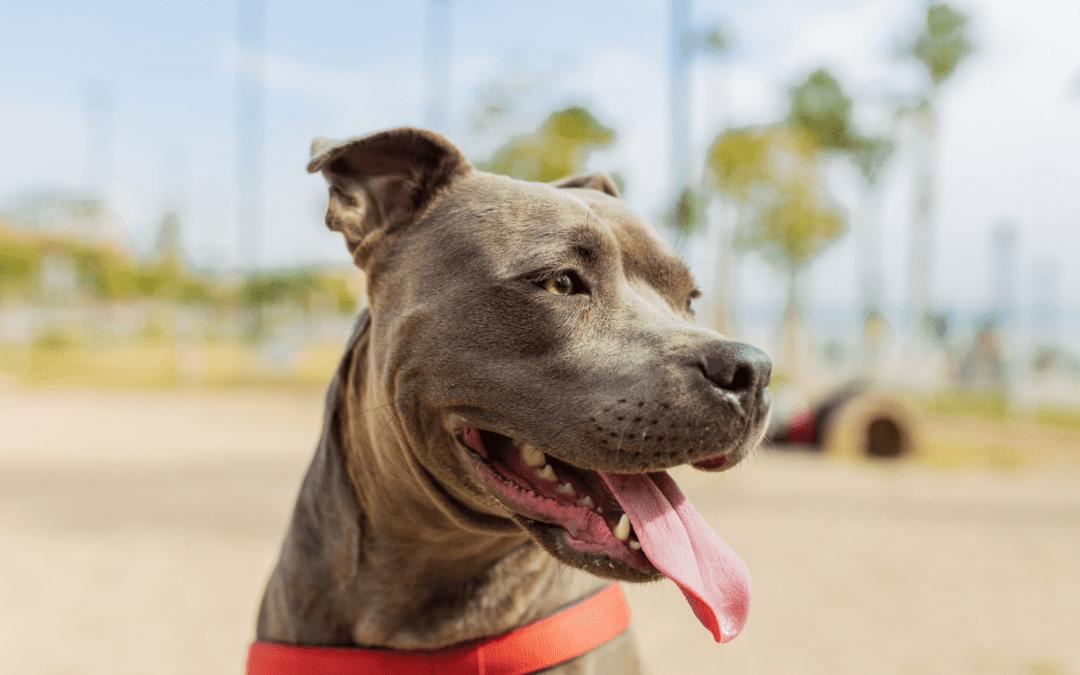 Dr. Gary K. Michelson Praises City of Los Angeles’s Investment in LA Animal Services to Address Animal Shelter Overcrowding Crisis