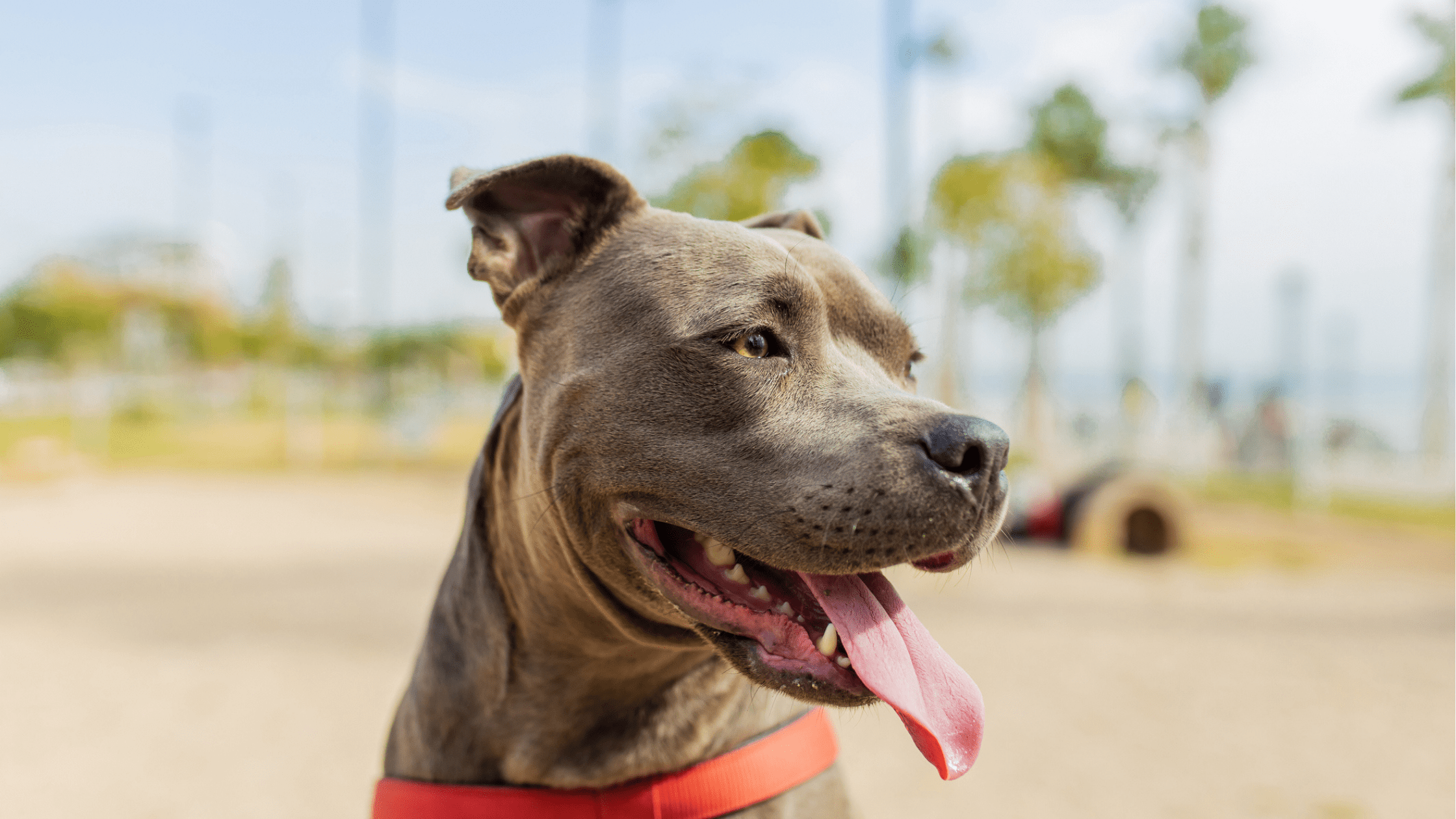Dr. Gary K. Michelson Praises City of Los Angeles’s Investment in LA Animal Services to Address Animal Shelter Overcrowding Crisis