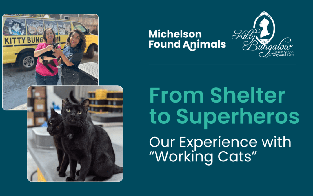 From Shelter to Superheros: Our Experience with “Working Cats”