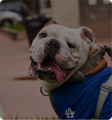 Better Neighbor Project