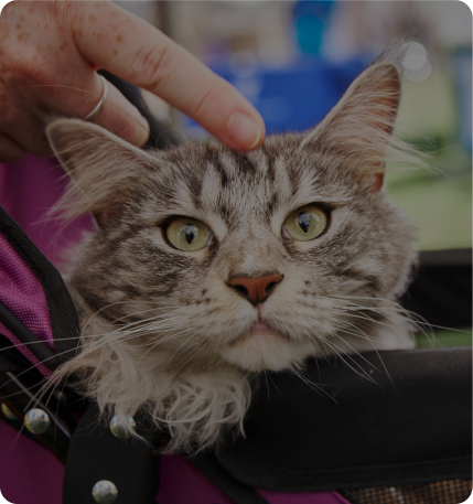 Better Neighbor Project