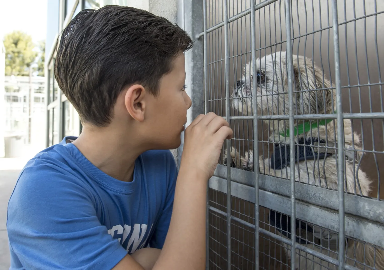 Low-cost solution to L.A.’s animal shelter crisis