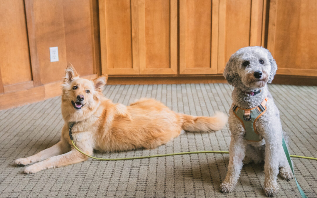 Michelson Found Animals Launches $150,000 Accelerator to Expand Spay & Neuter Access in High-Need LA Communities