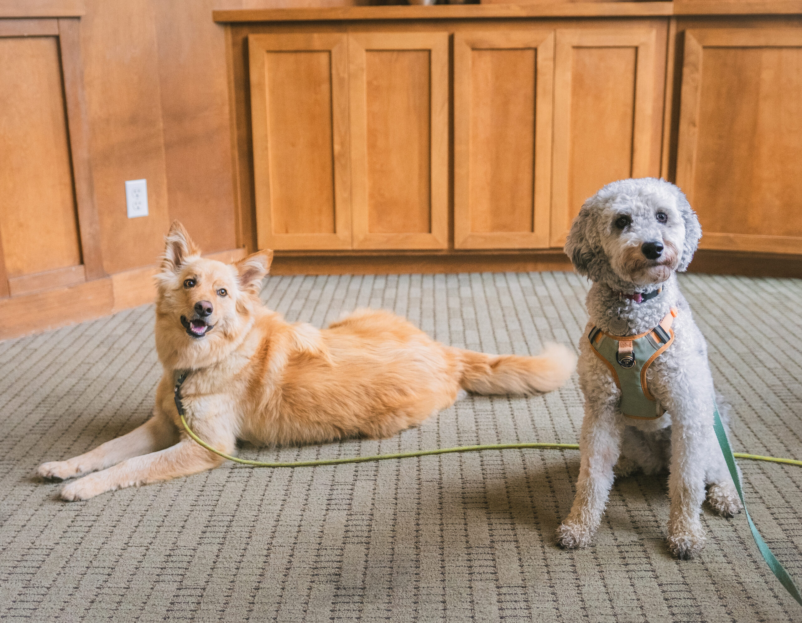 Michelson Found Animals Launches 0,000 Accelerator to Expand Spay & Neuter Access in High-Need LA Communities