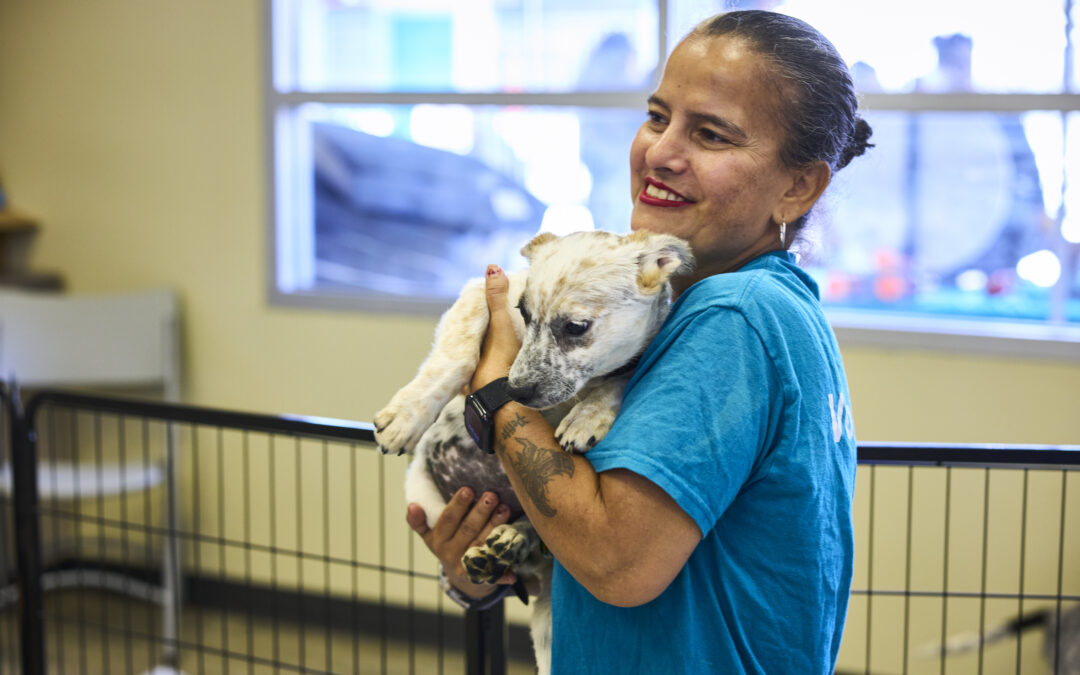 What Is Los Angeles’ Spay and Neuter Voucher Program?